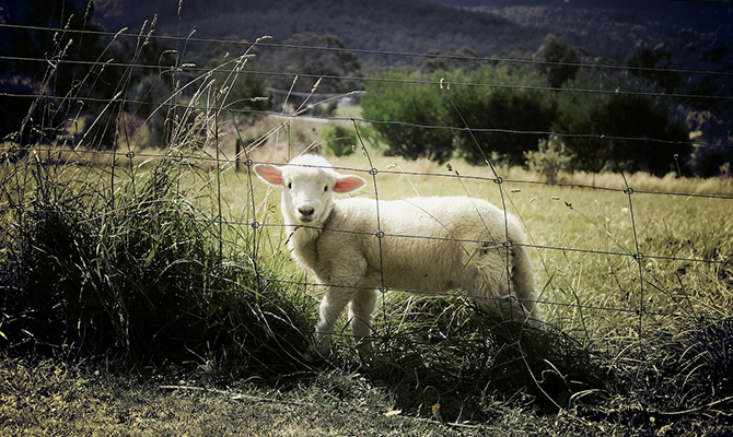 pg下载麻将胡了安卓专属特惠.安卓应用版本.中国 开心网黯然离场 还记得你当年偷过的菜吗？