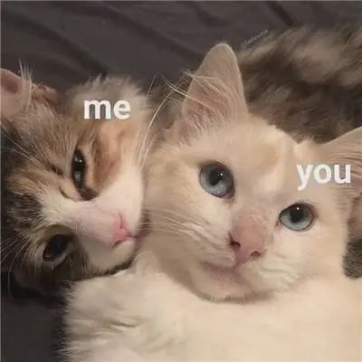 臭虫外观特征_臭虫寄生对象_常见的家里小虫子图片