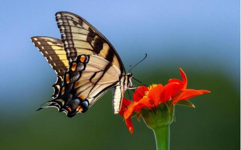 pg下载麻将胡了A.旗舰厅进体育.cc 家中偶遇隐秘的“室友”，莫慌！