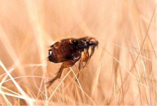厨房里的小虫子_常见的家里小虫子图片_家中常见昆虫种类