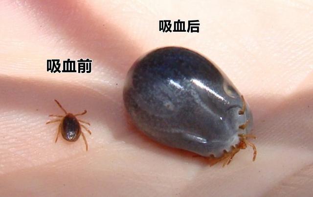 常见的家里小虫子图片_家中常见昆虫种类_厨房里的小虫子