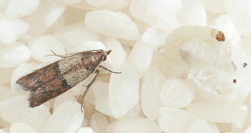 家中常见昆虫种类_常见的家里小虫子图片_厨房里的小虫子