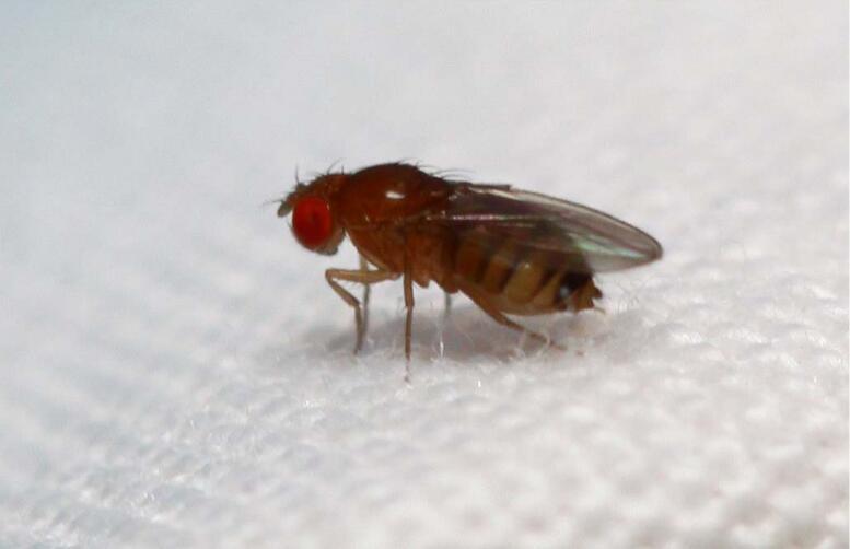 家中常见昆虫种类_常见的家里小虫子图片_厨房里的小虫子