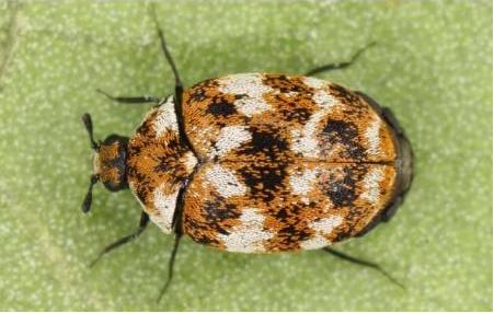 厨房里的小虫子_常见的家里小虫子图片_家中常见昆虫种类