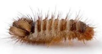 常见的家里小虫子图片_家中常见昆虫种类_厨房里的小虫子