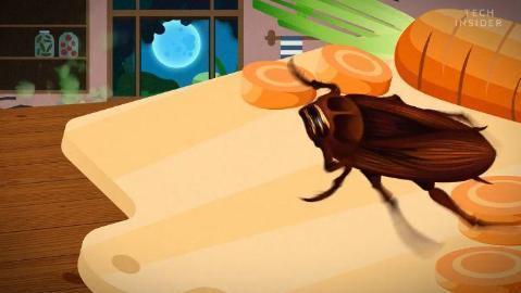 蟑螂繁殖能力强_常见的家里小虫子图片_消灭家里的蟑螂