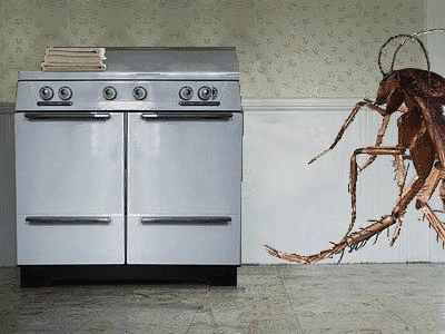 消灭家里的蟑螂_蟑螂繁殖能力强_常见的家里小虫子图片