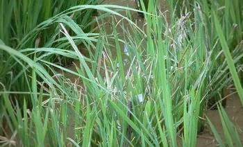 pg下载赏金下载 叶瘟大田症状与稻瘟病导致的白穗现象