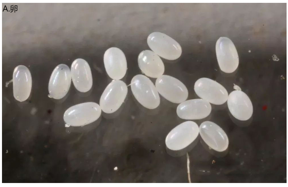 常见的家里小虫子图片_印鼠客蚤传播疾病_印鼠客蚤生活史