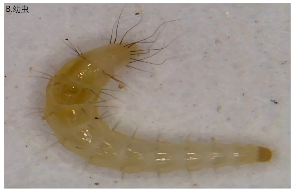 印鼠客蚤传播疾病_常见的家里小虫子图片_印鼠客蚤生活史