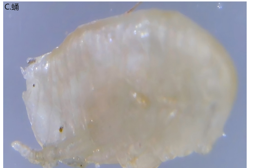 常见的家里小虫子图片_印鼠客蚤传播疾病_印鼠客蚤生活史