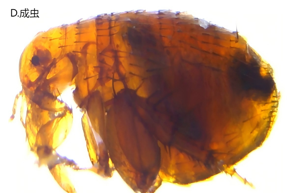 常见的家里小虫子图片_印鼠客蚤生活史_印鼠客蚤传播疾病