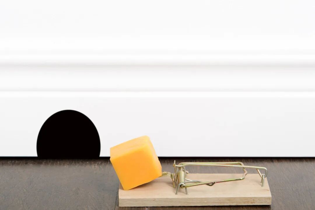 印鼠客蚤传播疾病_常见的家里小虫子图片_印鼠客蚤生活史