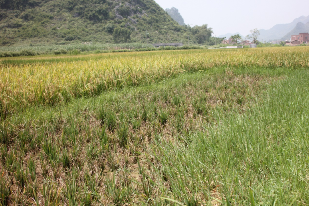 pg下载麻将胡了安卓专属特惠.安卓应用版本.中国 叮！您有一条南方水稻黑条矮缩病防控知识待查收