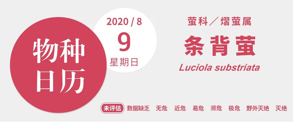 pg下载官方认证 萤火虫：关了灯全都一个样