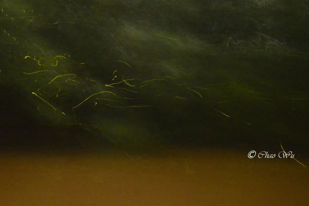 条背萤 夜发光昆虫 萤火虫生态保护_萤火虫图片大全大图