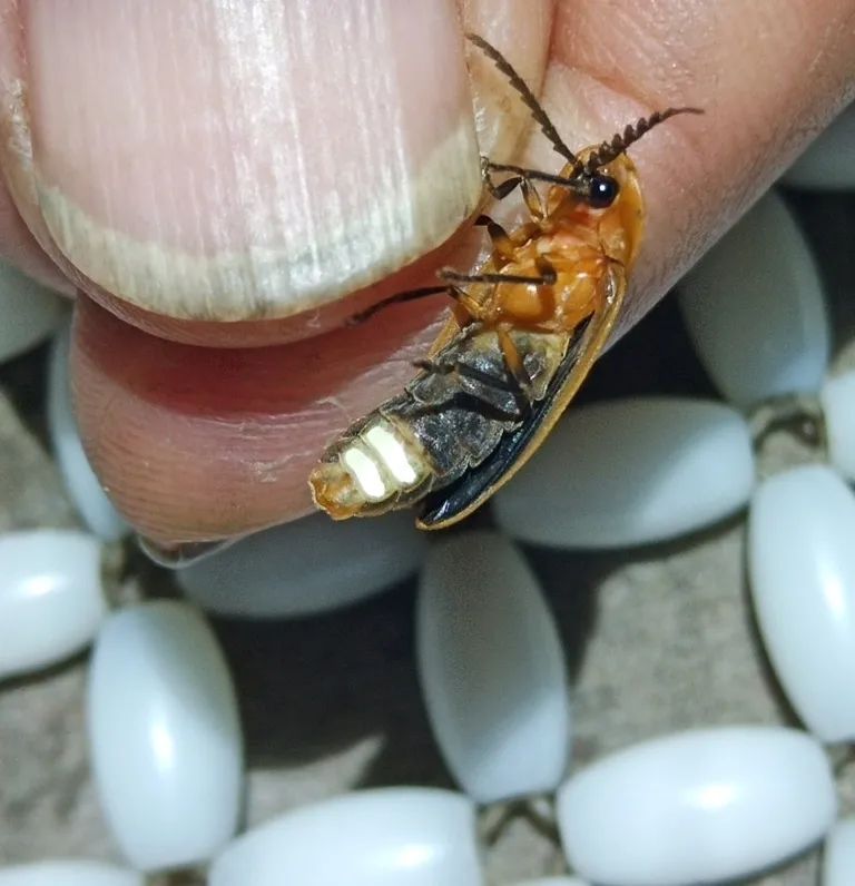 条背萤 夜发光昆虫 萤火虫生态保护_萤火虫图片大全大图