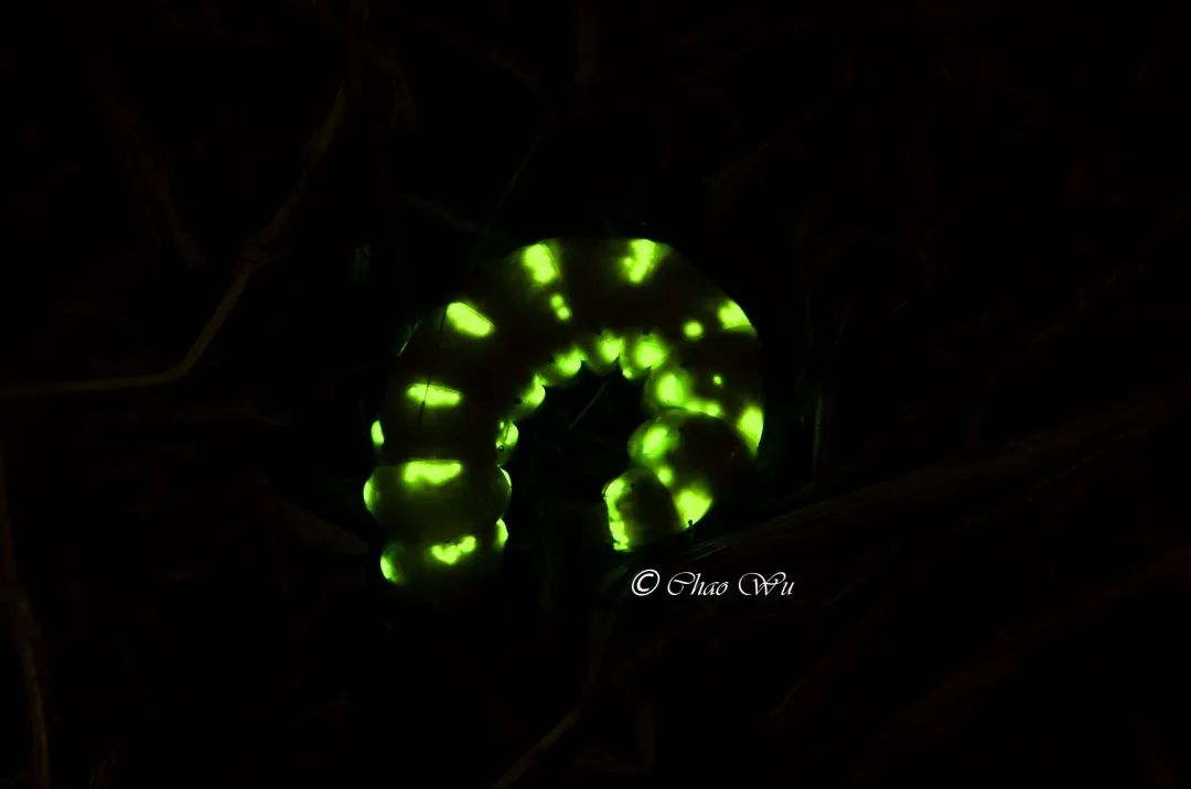 条背萤 夜发光昆虫 萤火虫生态保护_萤火虫图片大全大图