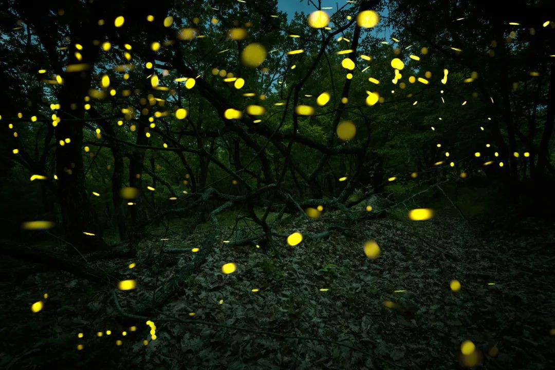 条背萤 夜发光昆虫 萤火虫生态保护_萤火虫图片大全大图