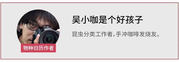 萤火虫图片大全大图_条背萤 夜发光昆虫 萤火虫生态保护