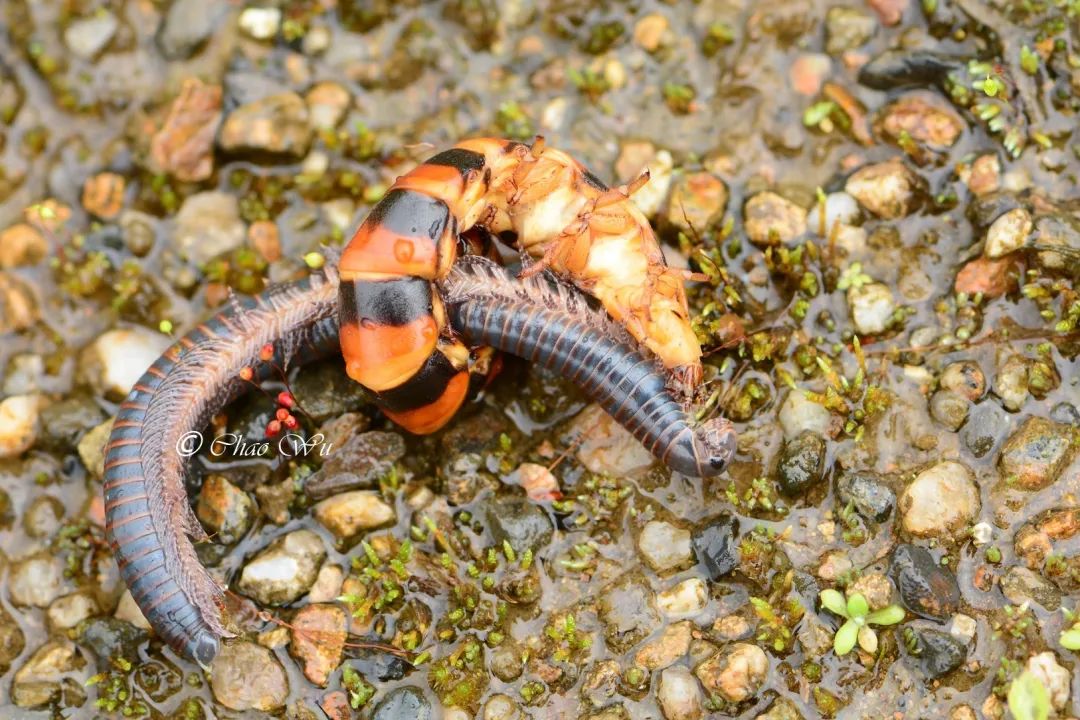 萤火虫图片大全大图_条背萤 夜发光昆虫 萤火虫生态保护