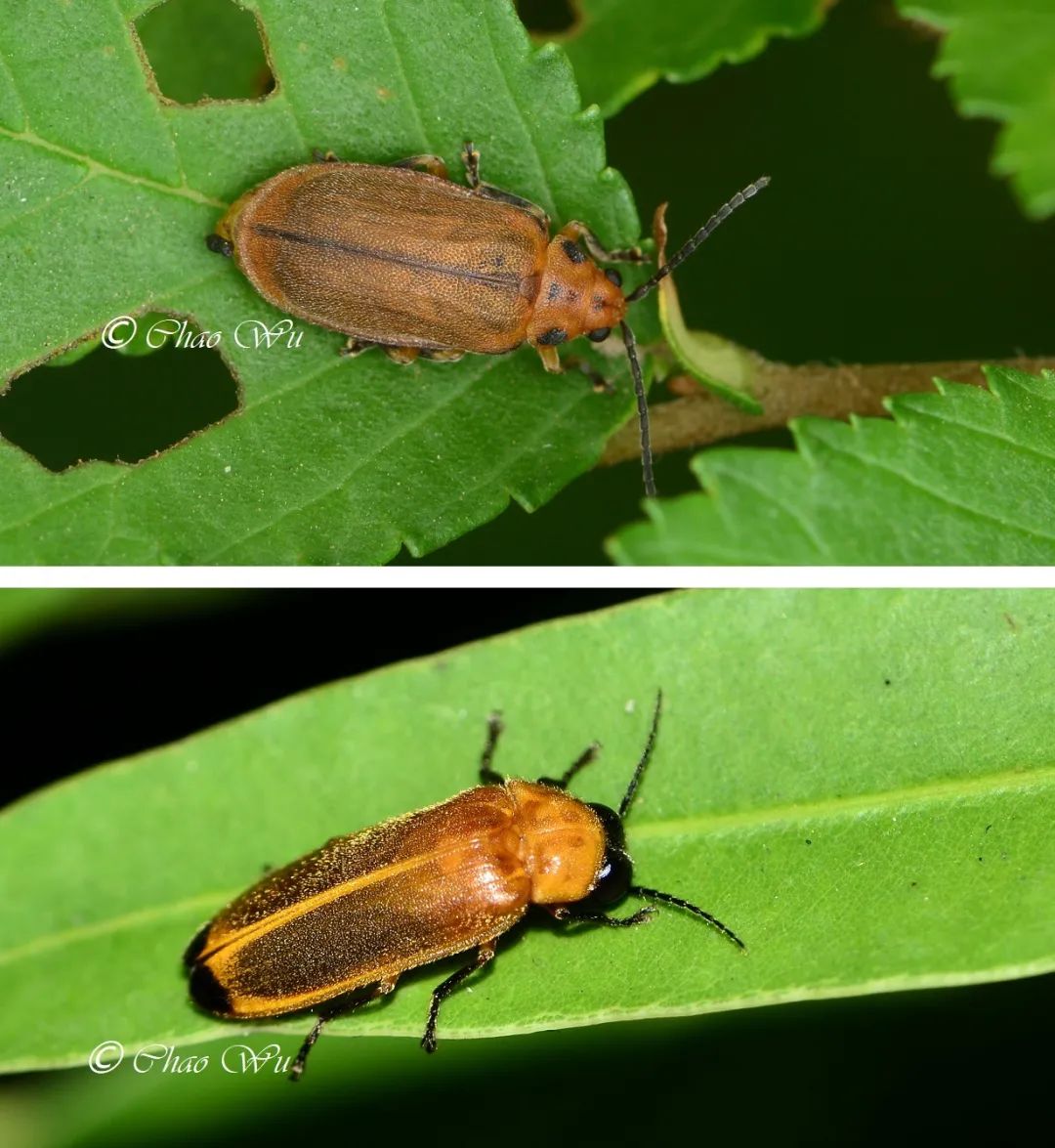 萤火虫图片大全大图_条背萤 夜发光昆虫 萤火虫生态保护