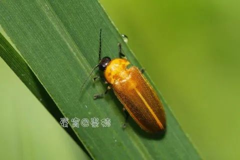 条背萤 夜发光昆虫 萤火虫生态保护_萤火虫图片大全大图