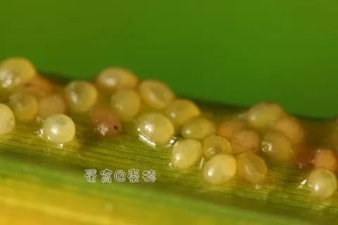 条背萤 夜发光昆虫 萤火虫生态保护_萤火虫图片大全大图