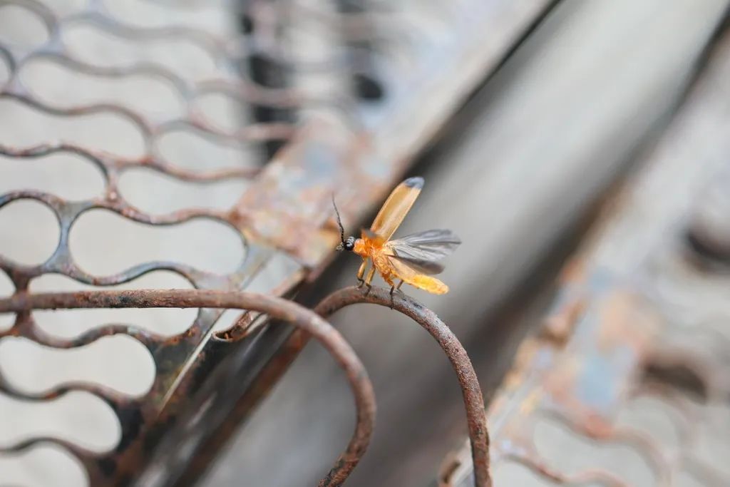 萤火虫图片大全大图_条背萤 夜发光昆虫 萤火虫生态保护