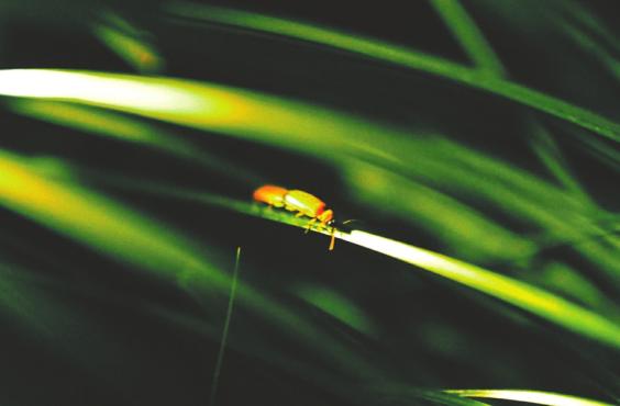 pg下载 萤火虫：来自夏夜的微光