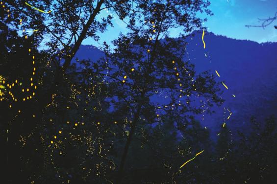 萤火虫图片大全大图_成都邛崃天台山萤火虫_成都大邑县穹宇萤