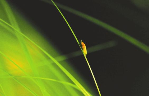 萤火虫图片大全大图_成都大邑县穹宇萤_成都邛崃天台山萤火虫