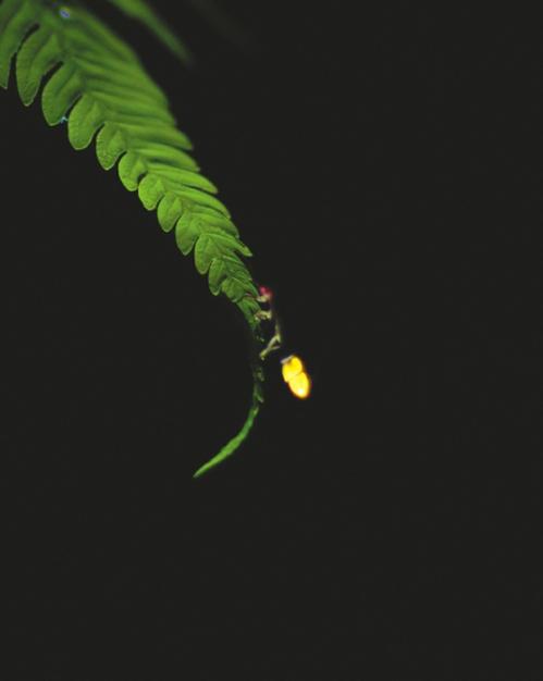 成都大邑县穹宇萤_萤火虫图片大全大图_成都邛崃天台山萤火虫