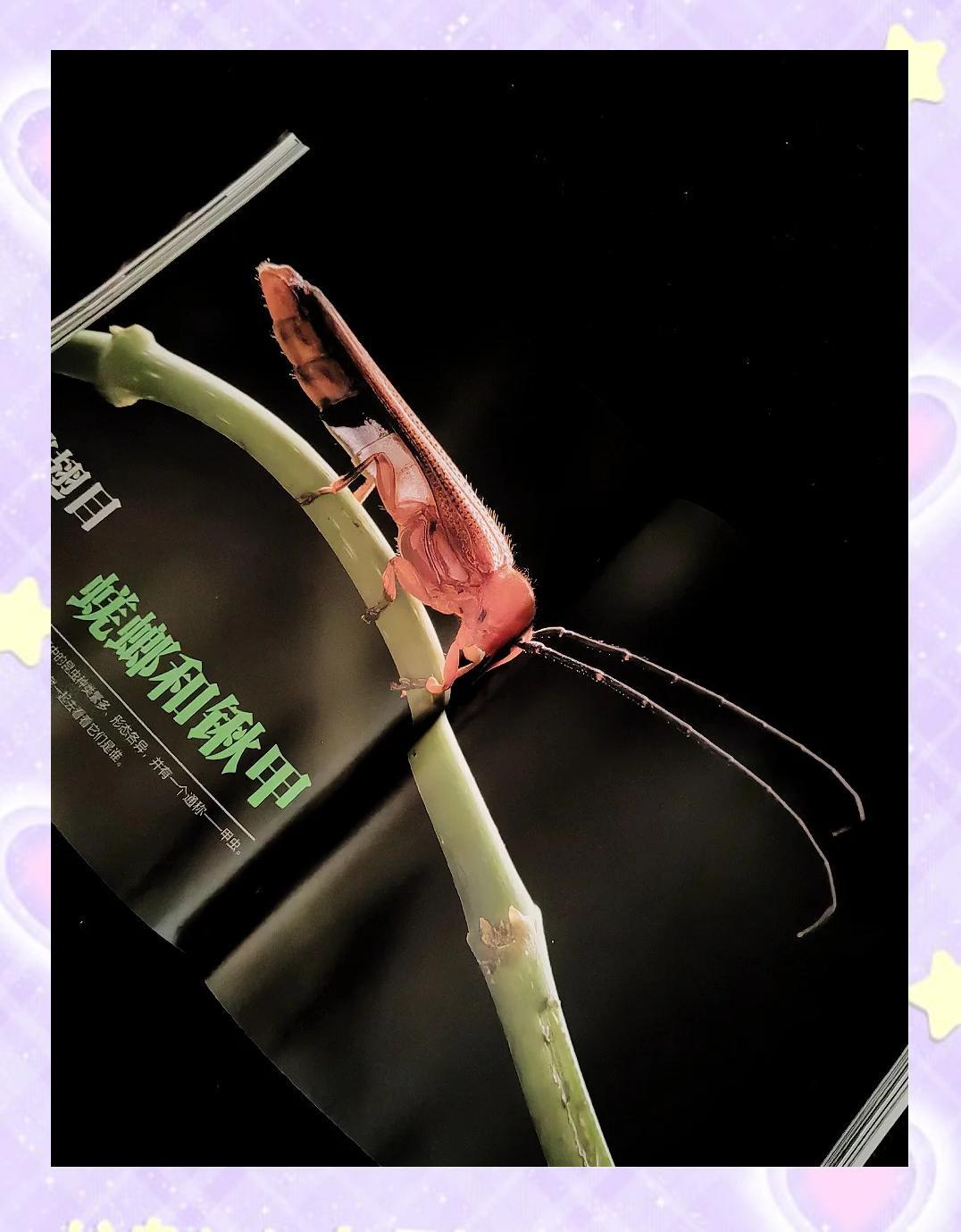 pg下载官方认证 昆虫世界：微距镜头下的惊人发现