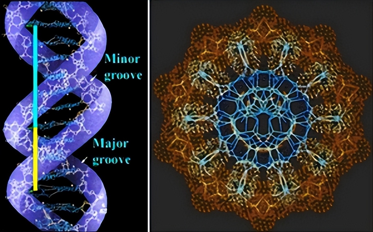 斐波那契数列在自然界中的体现_斐波那契数列与黄金分割比例_斐波那契数列生活应用