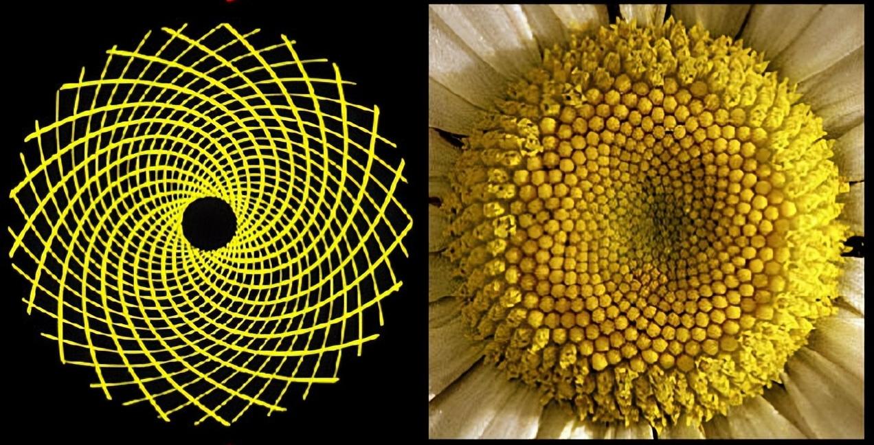 斐波那契数列与黄金分割比例_斐波那契数列在自然界中的体现_斐波那契数列生活应用