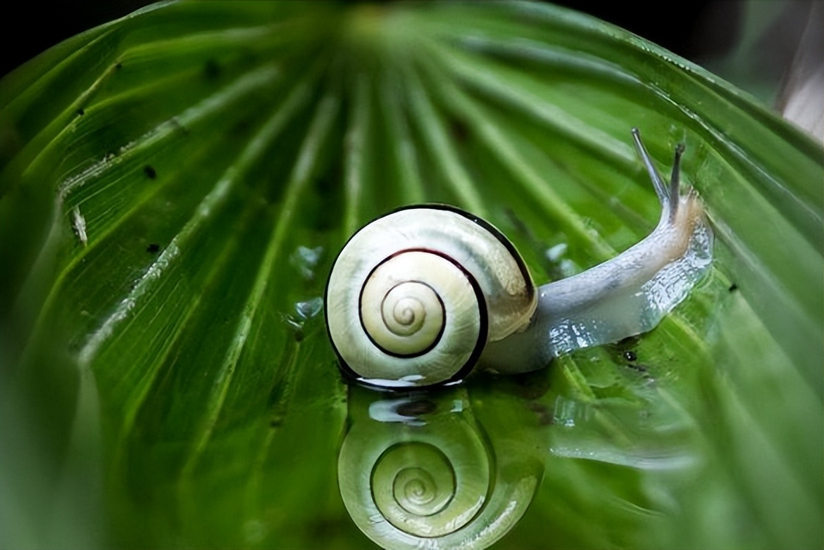 斐波那契数列生活应用_斐波那契数列与黄金分割比例_斐波那契数列在自然界中的体现