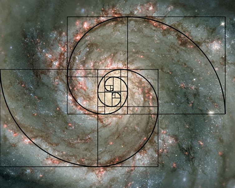 斐波那契数列在自然界中的体现_斐波那契数列与黄金分割比例_斐波那契数列生活应用