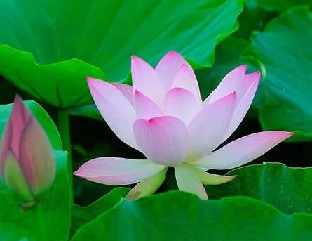 pg下载网站麻将胡了 花瓣的密码——斐波那契数列