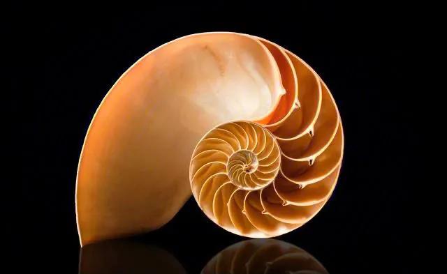 斐波那契数列生活应用_斐波那契数列在自然界中的体现_花朵斐波那契数列