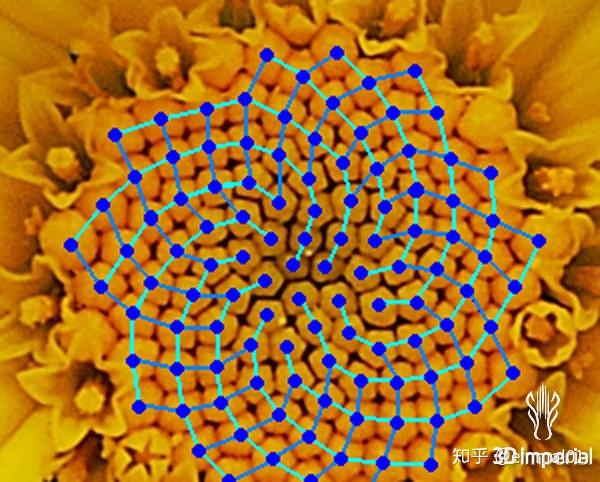 斐波那契数列生活应用_斐波纳契数列 黄金分割 自然界中的斐波纳契数列