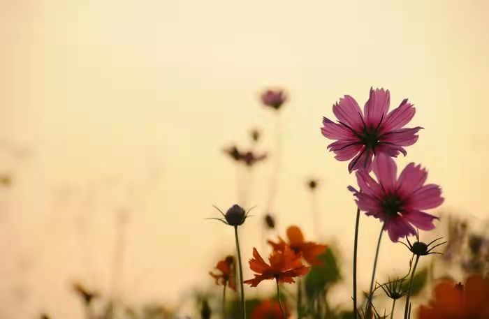 pg下载渠道 这几种人常来家里串门，往往是家庭兴旺的征兆