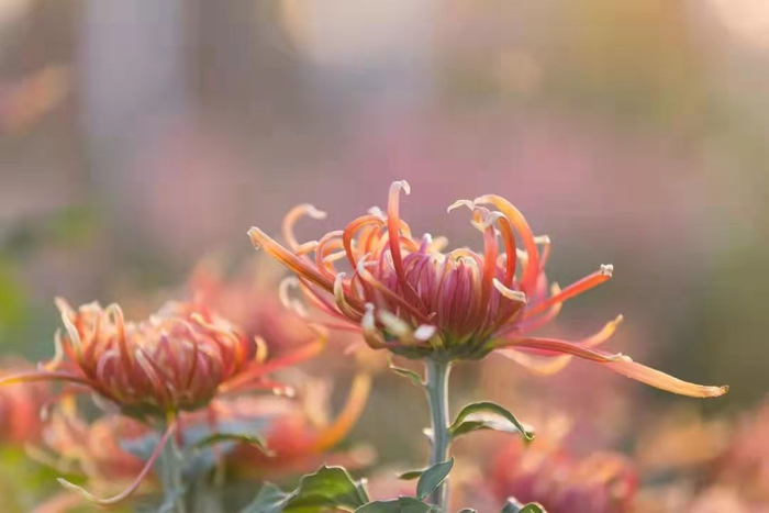 重义气的好友串门_经常来往的人是什么客_家庭兴旺的征兆