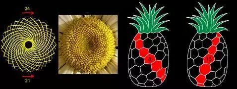 斐波那契数列生活应用_斐波那契数列性质_斐波那契数列与黄金分割