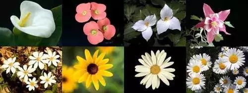 斐波那契数列性质_斐波那契数列与黄金分割_斐波那契数列生活应用